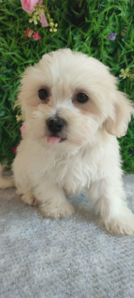 Maltese – Splendidi Cuccioli