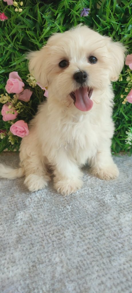 Maltese – Splendidi Cuccioli