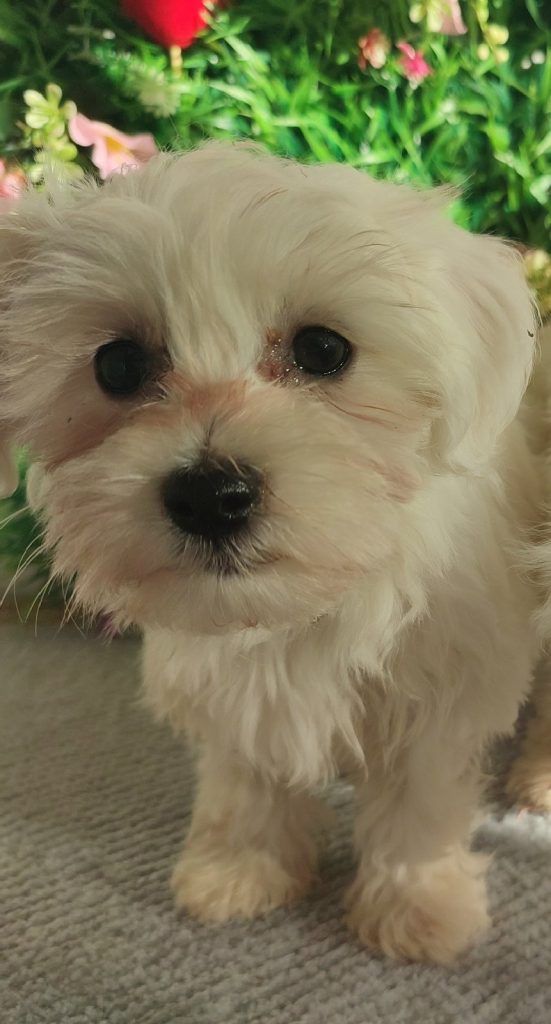 Maltese – Splendidi Cuccioli