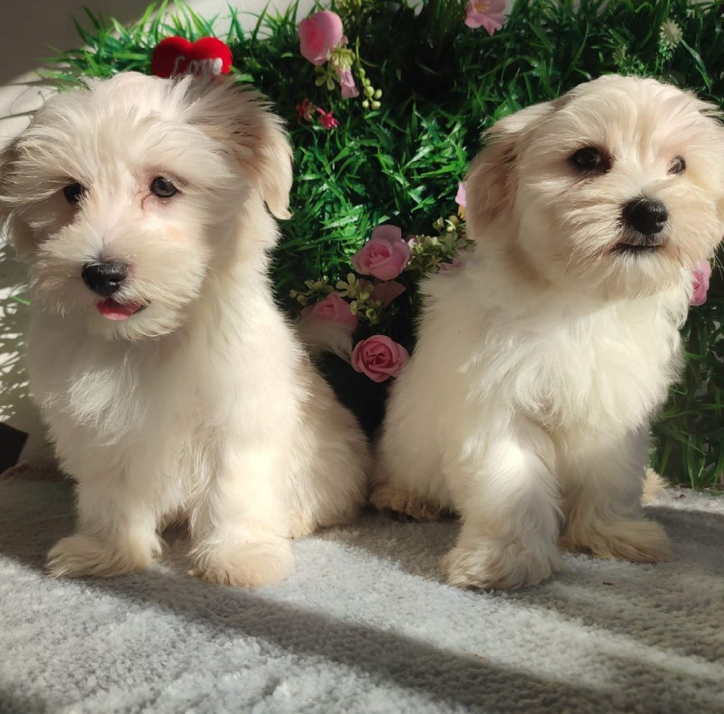 Maltese – Splendidi Cuccioli
