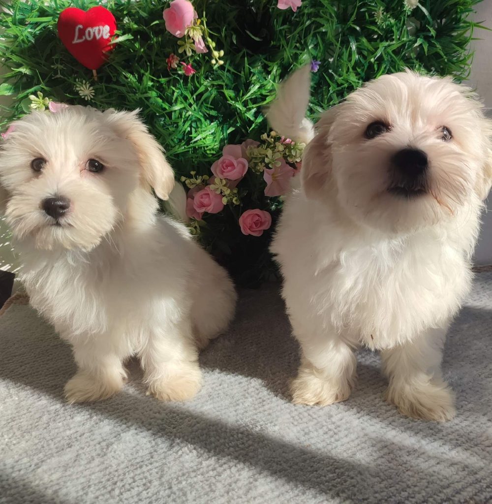 Maltese – Splendidi Cuccioli