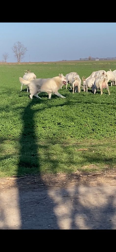 Pastore Svizzero Bianco – cuccioli
