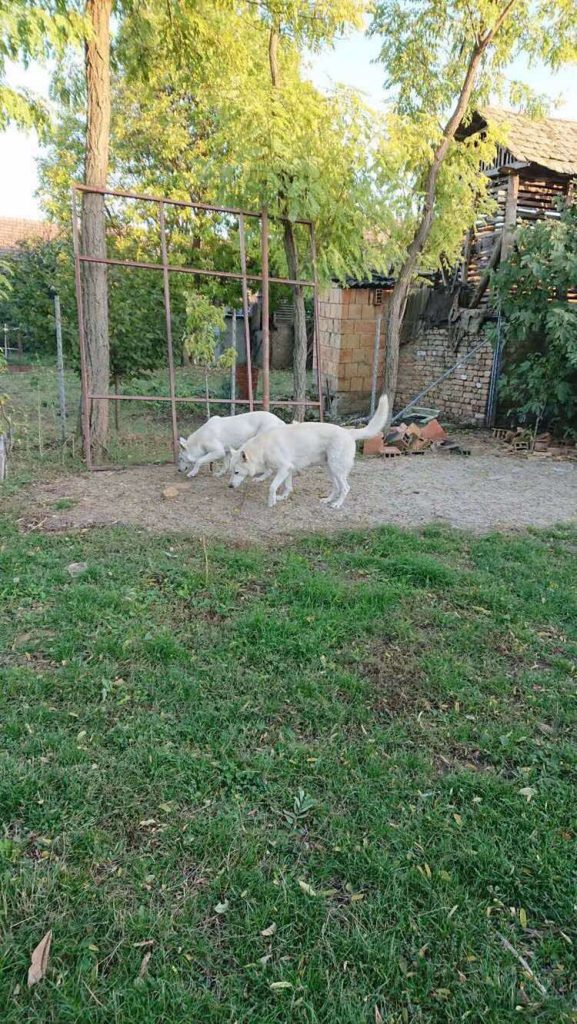 Pastore Svizzero Bianco – cuccioli