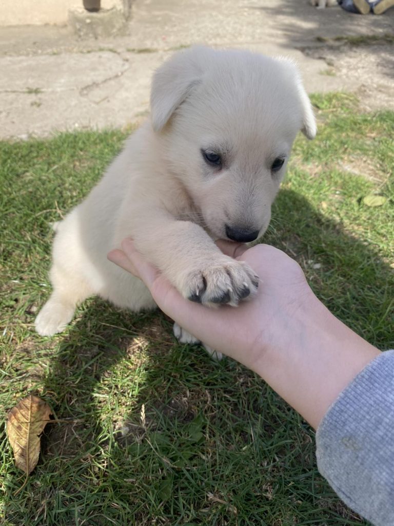Pastore Svizzero Bianco – cuccioli