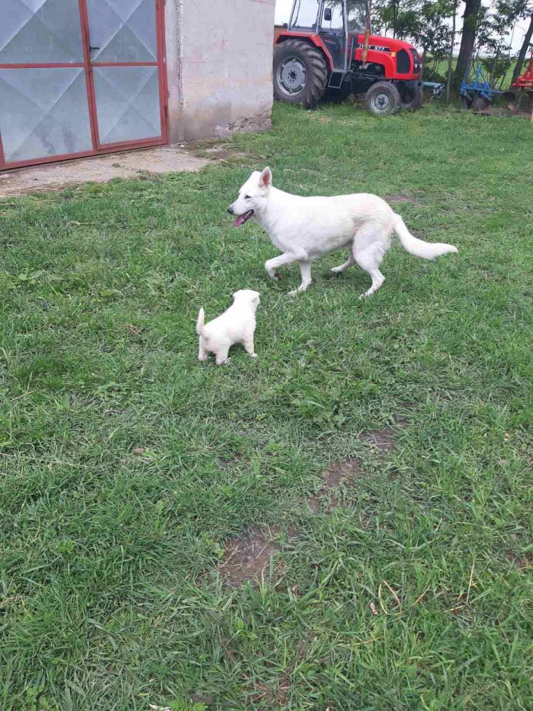 Pastore Svizzero Bianco – cuccioli