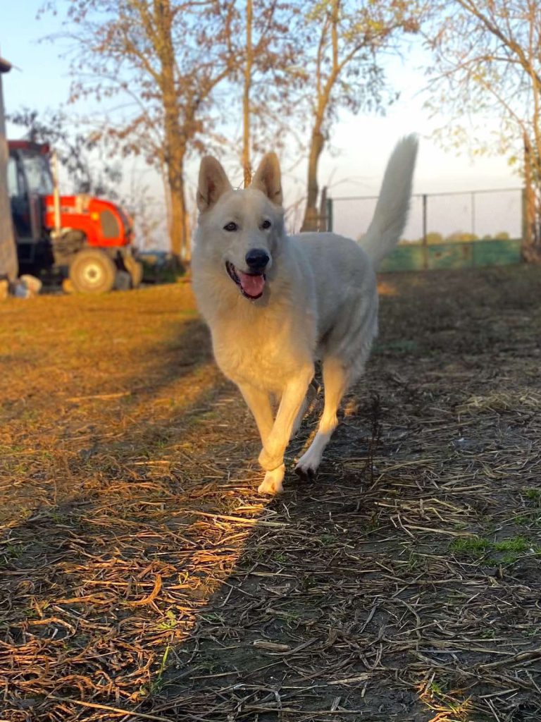 Pastore Svizzero Bianco – cuccioli