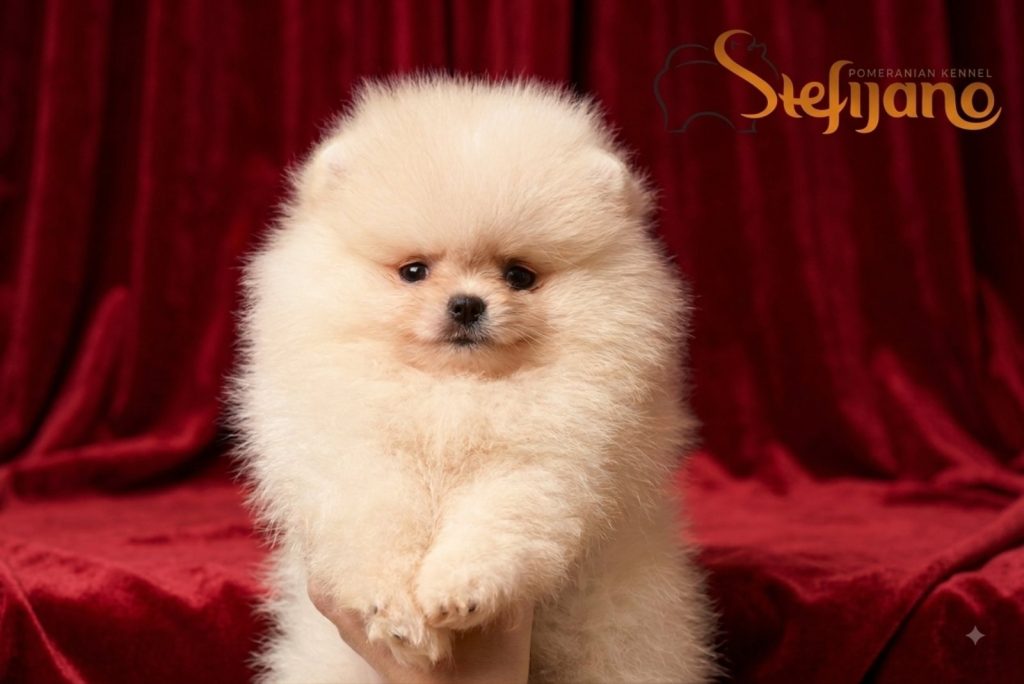 Pomerania BOO orsetti, Spitz di Pomerania – cuccioli