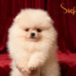 Pomerania BOO orsetti, Spitz di Pomerania – cuccioli