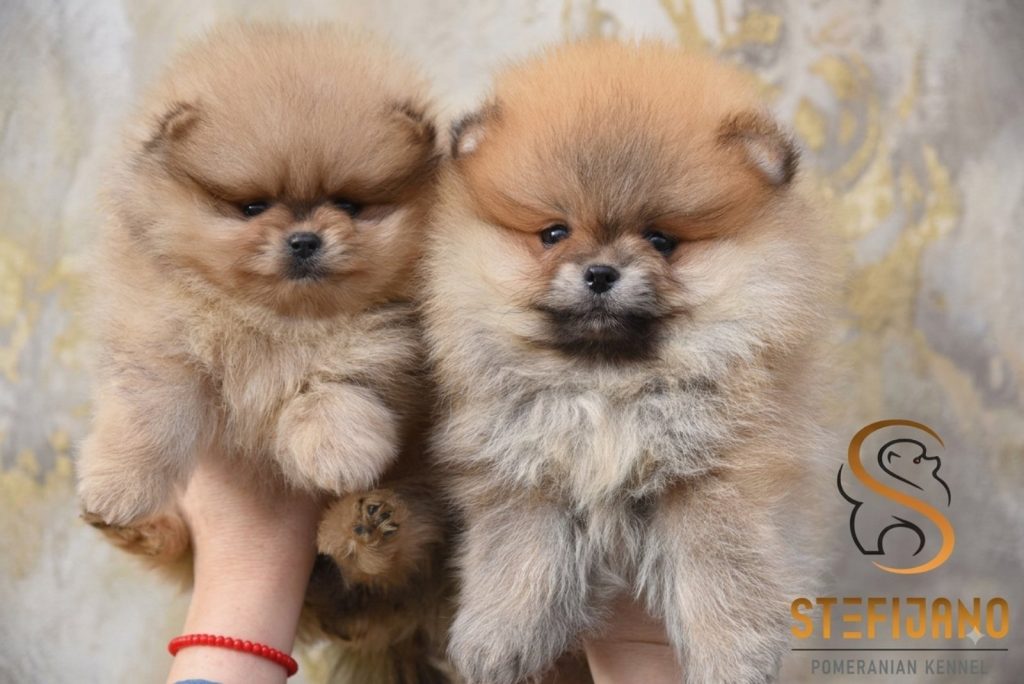Pomerania BOO orsetti, Spitz di Pomerania – cuccioli