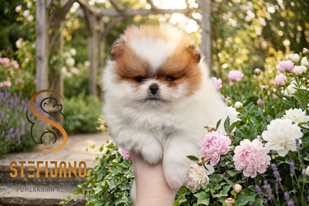 Pomerania BOO orsetti, Spitz di Pomerania – cuccioli