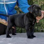 Cane Corso bellissimi cuccioli