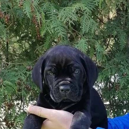Cane Corso bellissimi cuccioli