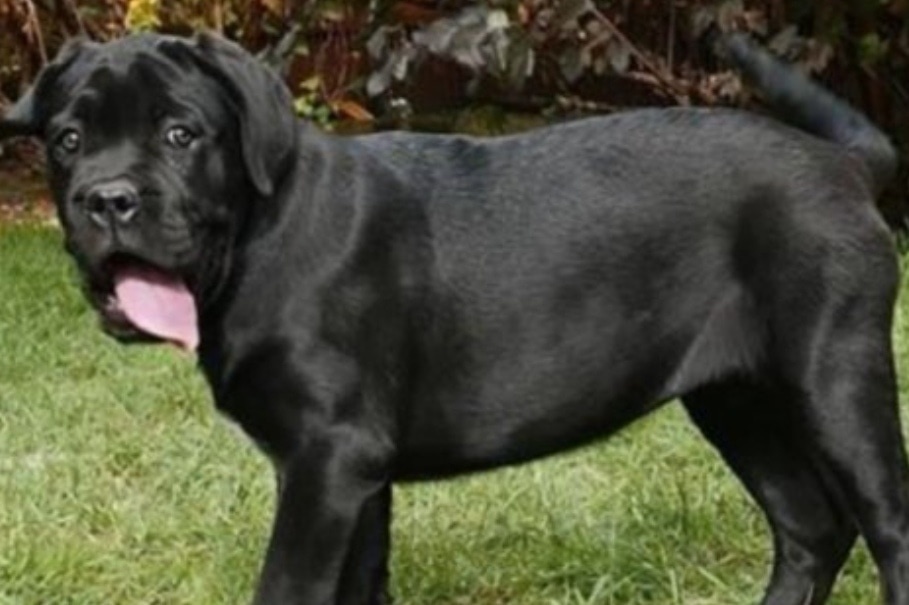 Cane Corso bellissimi cuccioli