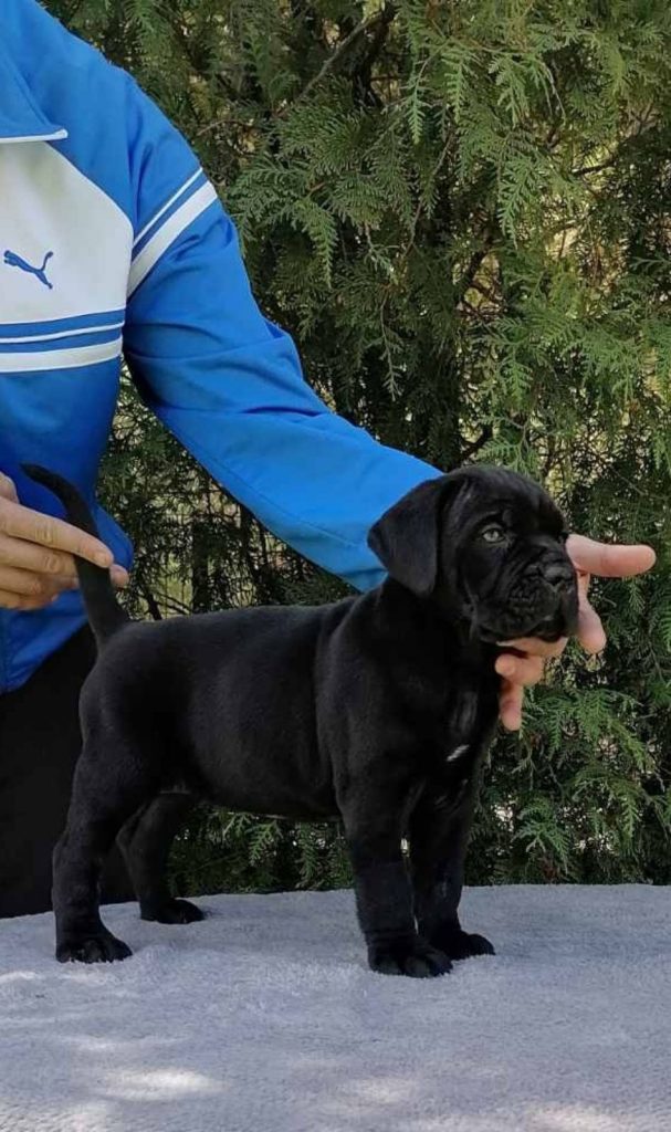 Cane Corso bellissimi cuccioli