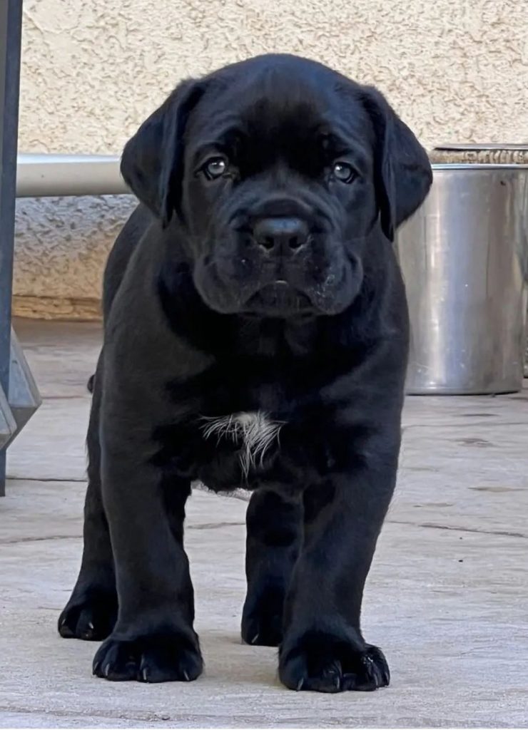 Cane Corso bellissimi cuccioli