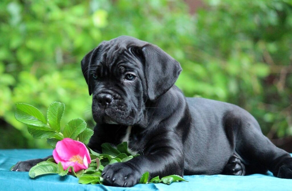 Cane Corso bellissimi cuccioli