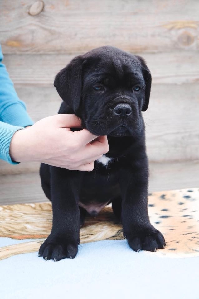 Cane Corso bellissimi cuccioli