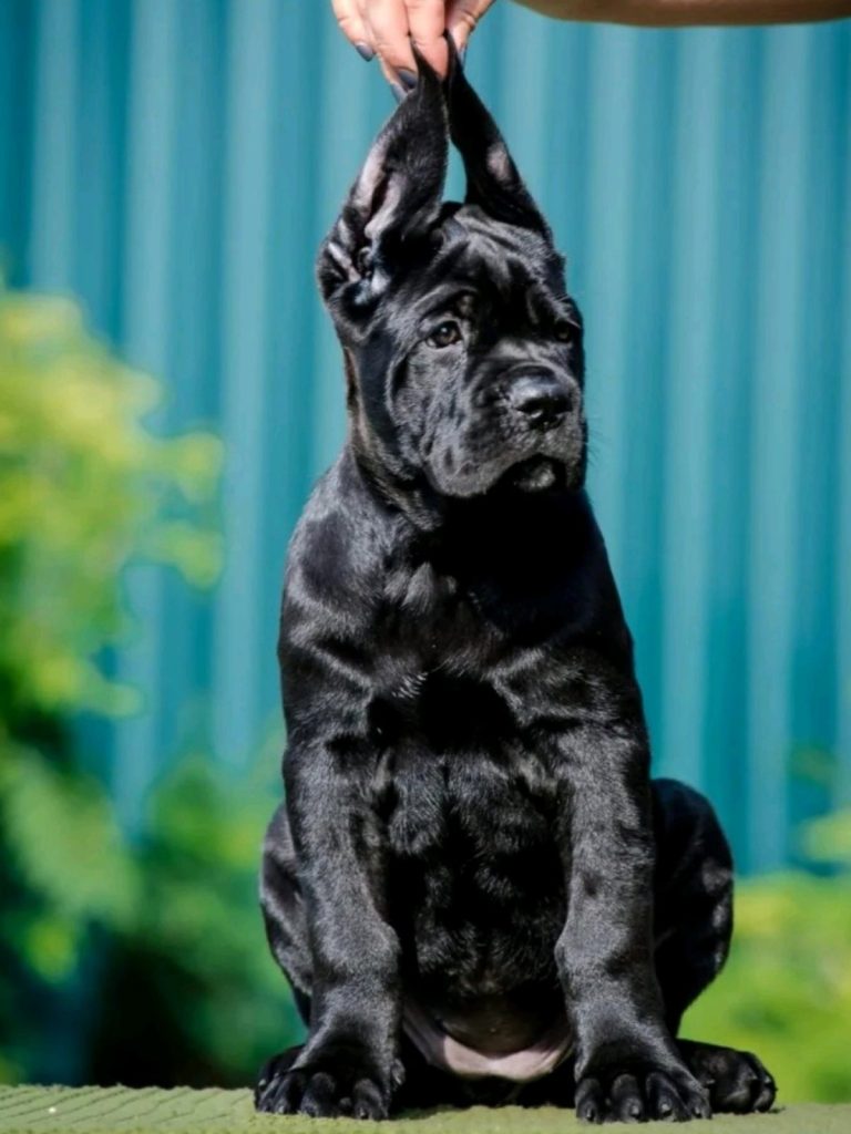Cane Corso bellissimi cuccioli