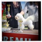 Bichon Frisé – splendidi cuccioli