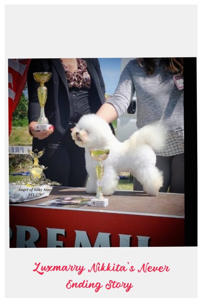 Bichon Frisé – splendidi cuccioli