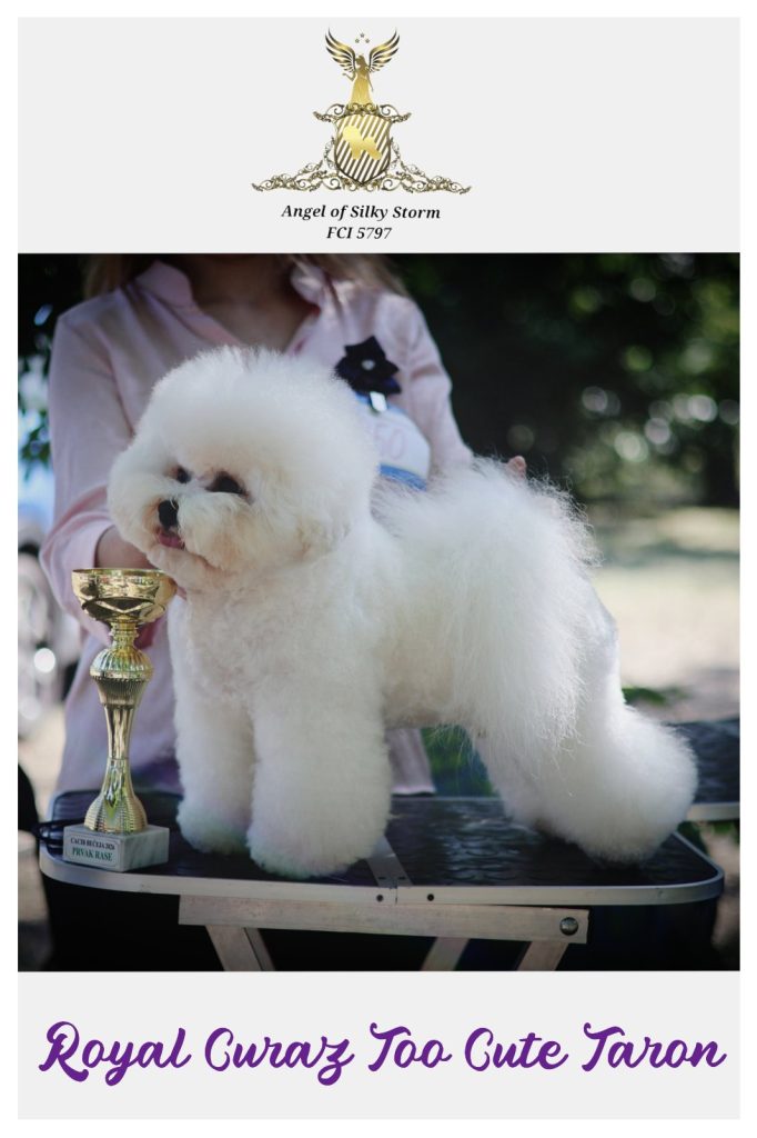 Bichon Frisé – splendidi cuccioli