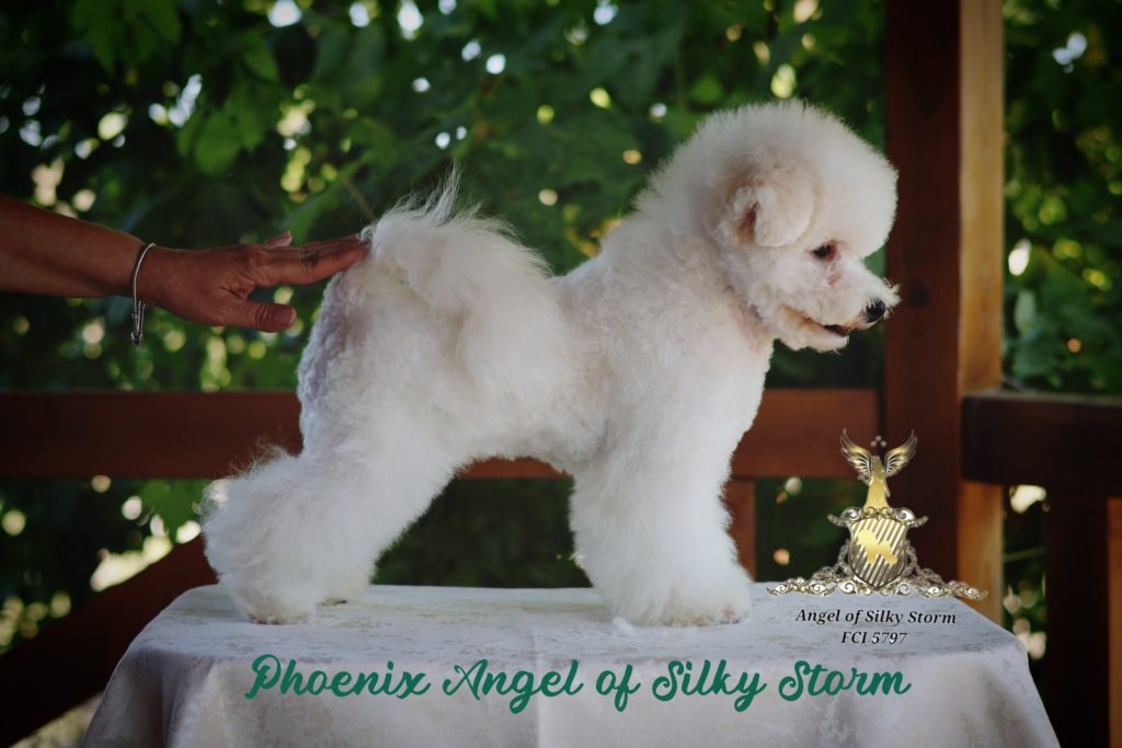 Bichon Frisé – splendidi cuccioli