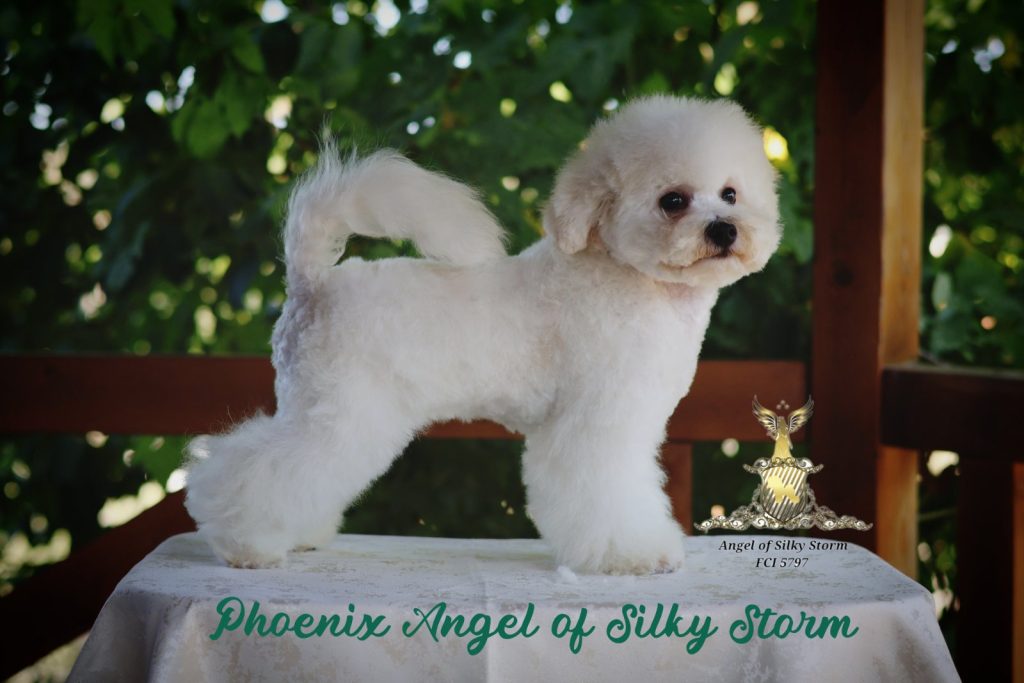 Bichon Frisé – splendidi cuccioli