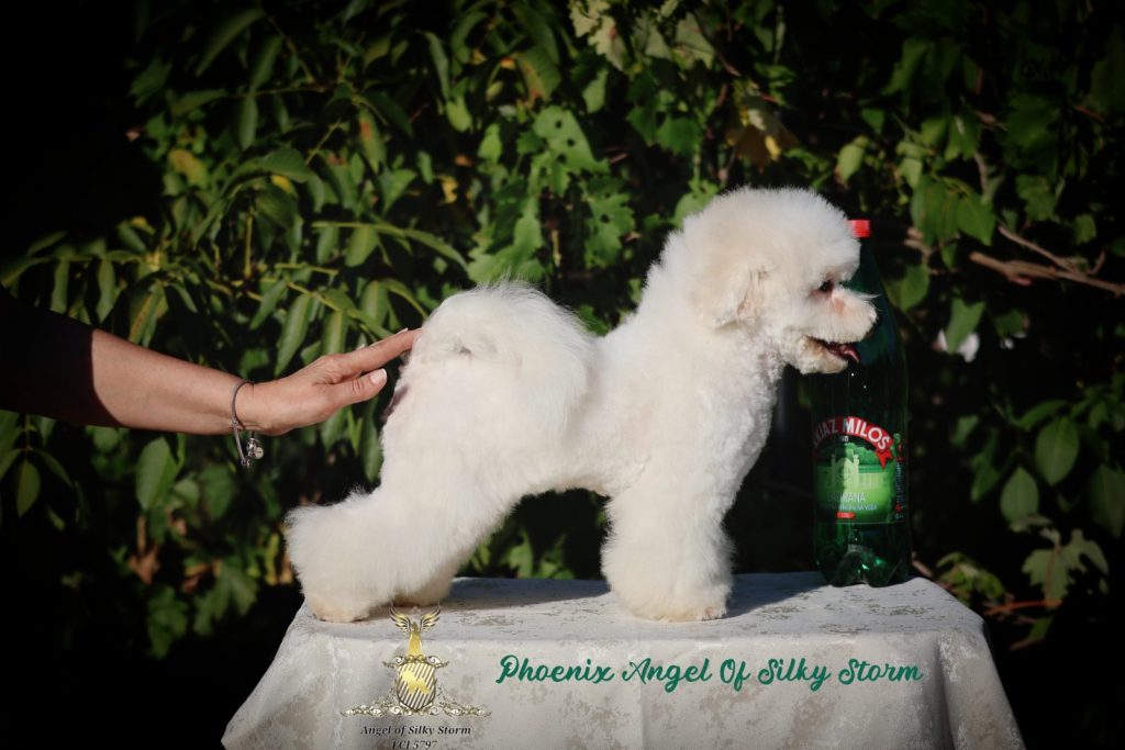 Bichon Frisé – splendidi cuccioli
