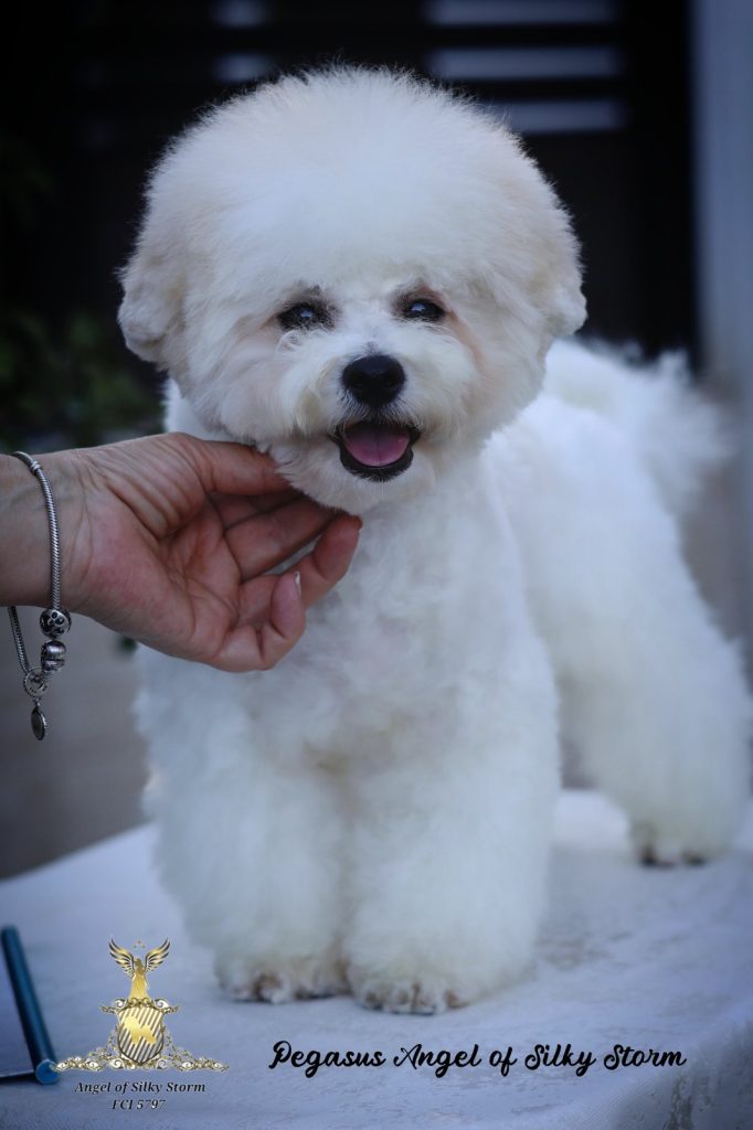 Bichon Frisé – splendidi cuccioli
