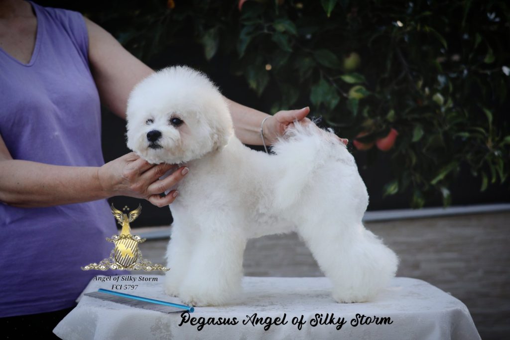 Bichon Frisé – splendidi cuccioli