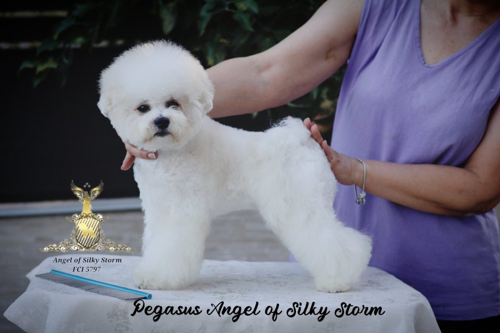 Bichon Frisé – splendidi cuccioli