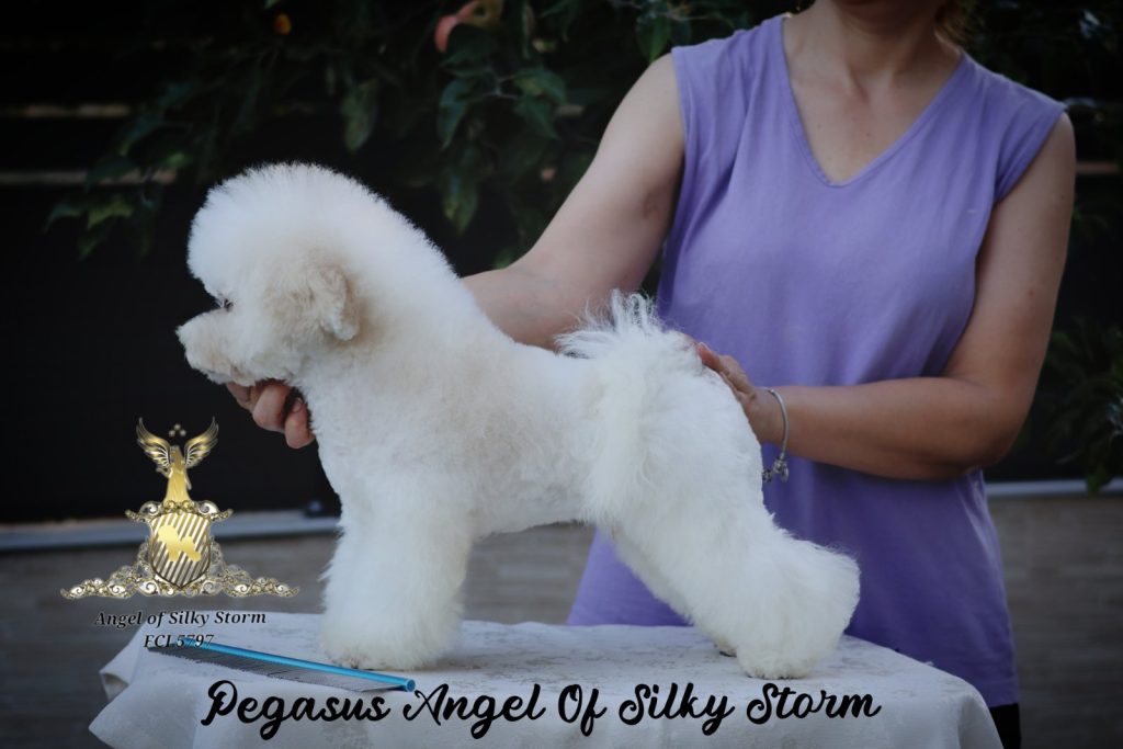 Bichon Frisé – splendidi cuccioli