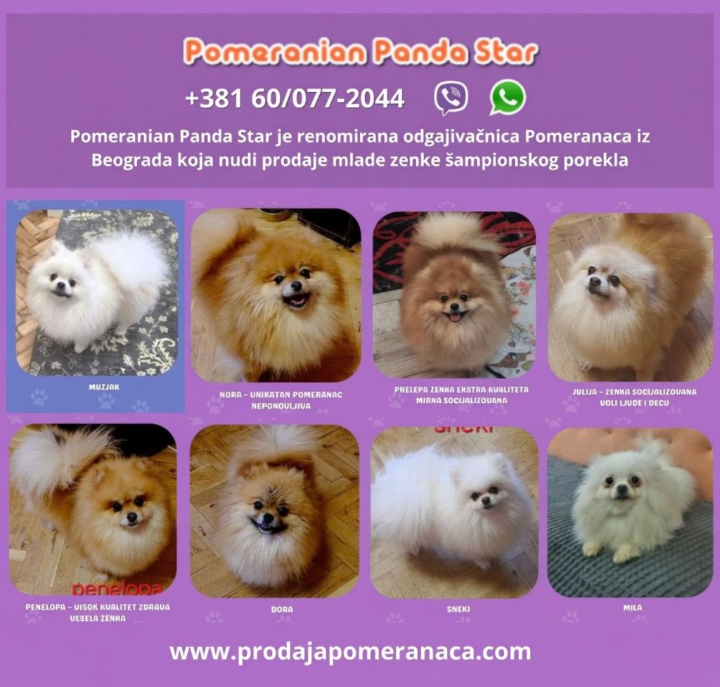 Allevamento di Pomerania offre giovani femmine in vendita