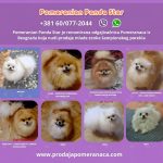 Allevamento di Pomerania offre giovani femmine in vendita