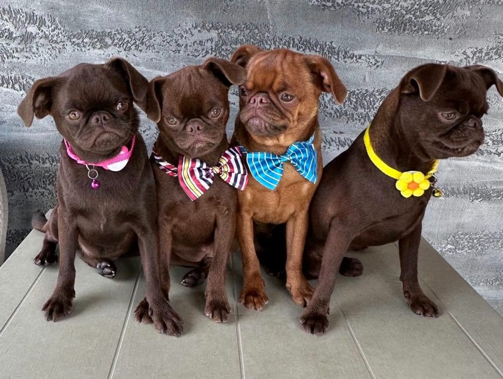 Chocolate Brussel Griffon Petit Brabançon (Smooth Brussel Griffon) cuccioli
