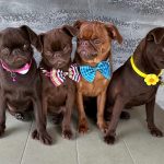 Chocolate Brussel Griffon Petit Brabançon (Smooth Brussel Griffon) cuccioli
