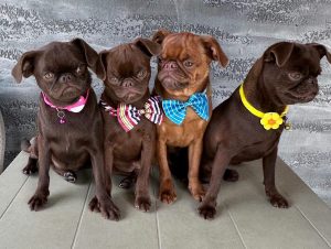 Chocolate Brussel Griffon Petit Brabançon (Smooth Brussel Griffon) cuccioli