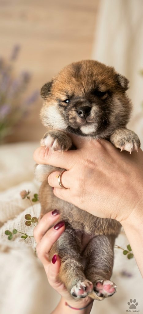 Cucciolata Shiba Inu In Friuli Venezia Giulia - 3 Femminucce  Rosse -