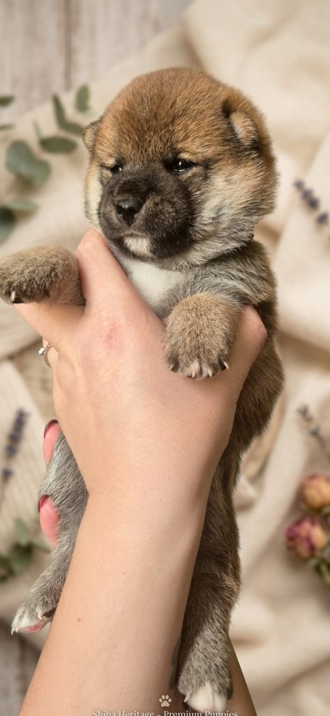 Cucciolata Shiba Inu In Friuli Venezia Giulia - 3 Femminucce  Rosse -