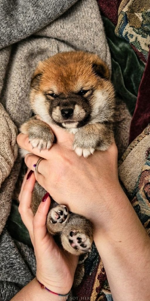Cucciolata Shiba Inu In Friuli Venezia Giulia - 3 Femminucce  Rosse -