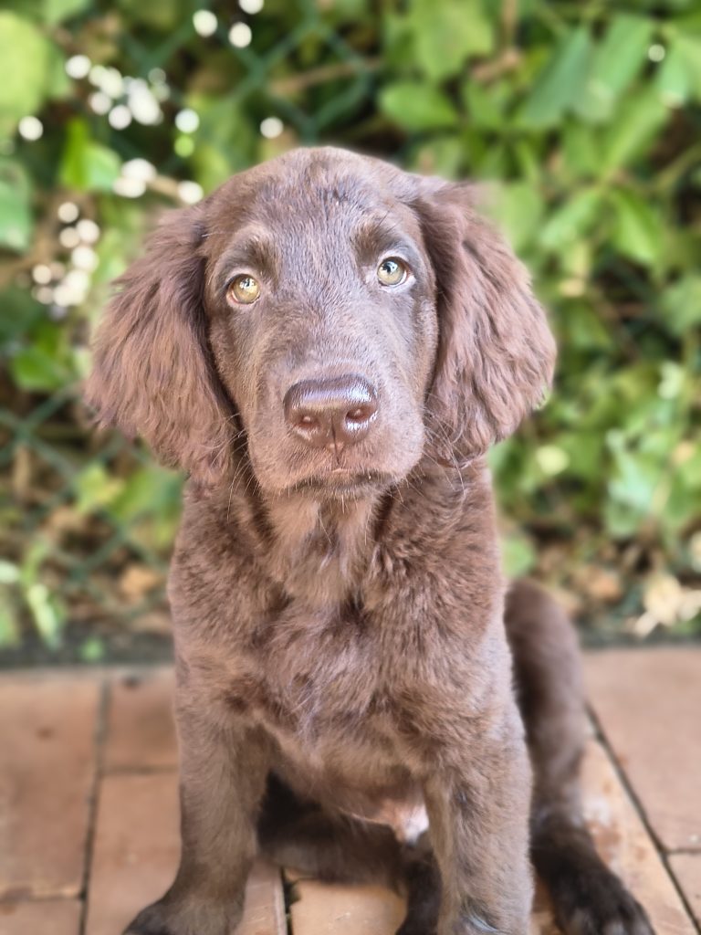 Cuccioli flat coated retriever