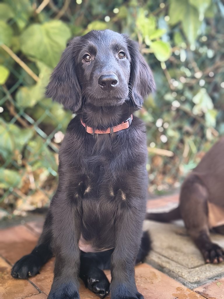 Cuccioli flat coated retriever