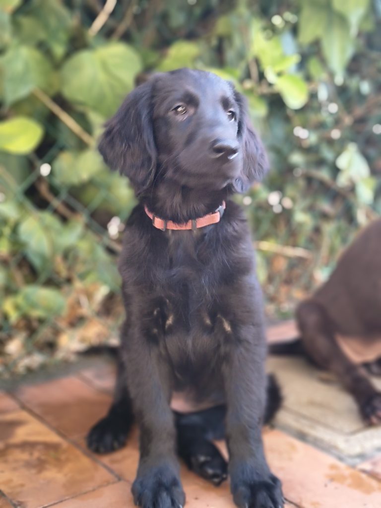 Cuccioli flat coated retriever