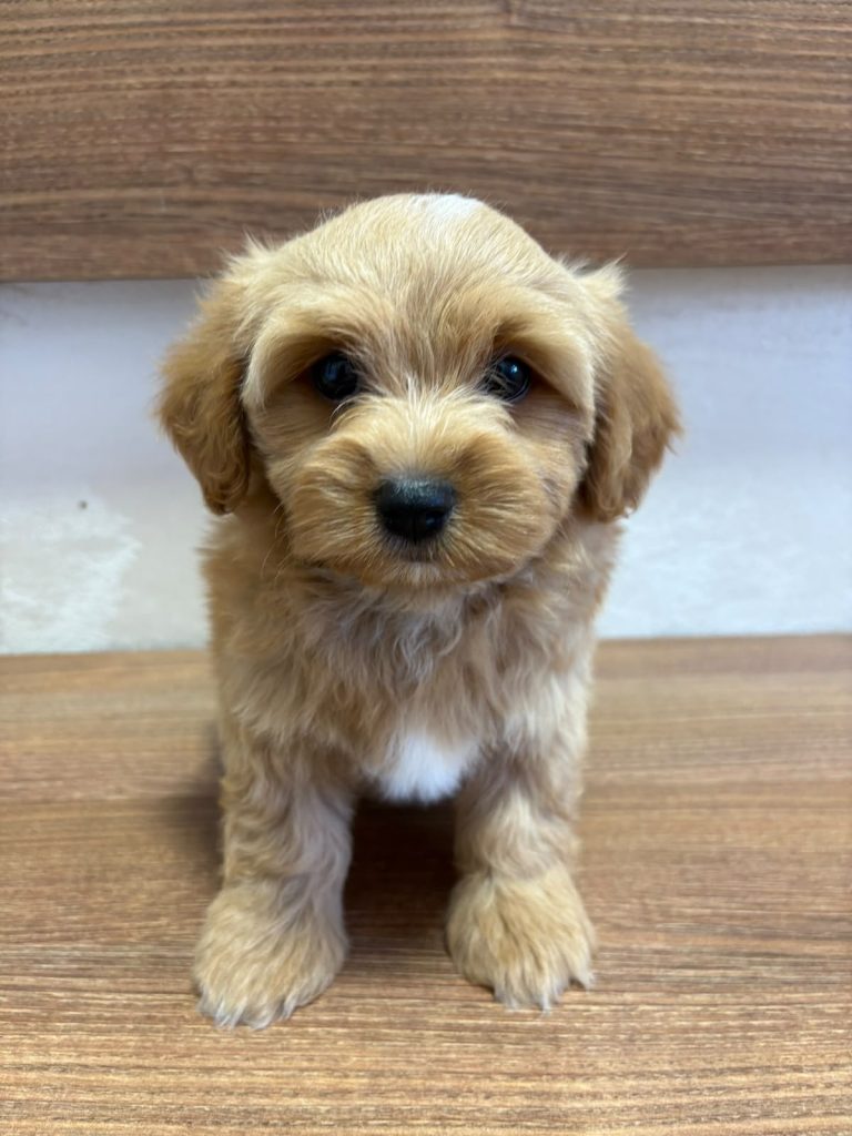 Bichon Havanais splendidi cuccioli