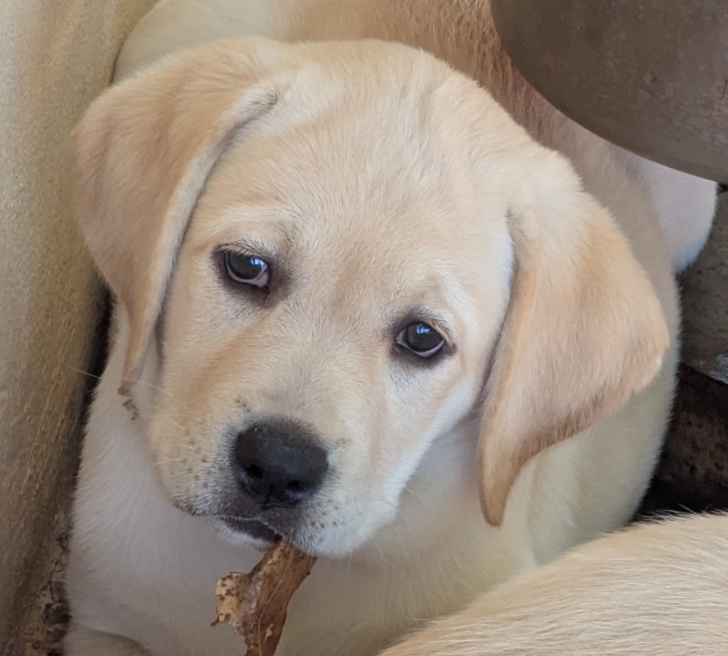 Cuccioli Labrador miele