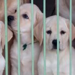 Cuccioli Labrador miele