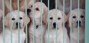 Cuccioli Labrador miele
