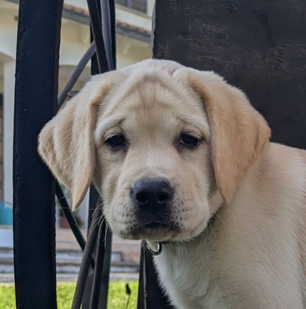 Cuccioli Labrador miele
