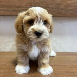 Bichon Havanais splendidi cuccioli