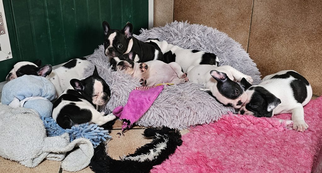 BOULEDOGUE FRANCESE – CUCCIOLI DISPONIBILI